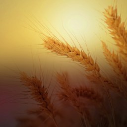 Wheat that Springeth Green